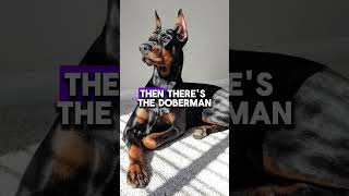 Pinscher vs Doberman Mighty Mini vs Loyal Guardian pinsher doberman dogbreed doglover [upl. by Brittney51]