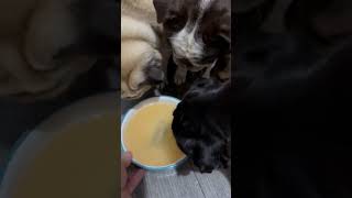 A bit of Beef Bone Broth ASMR Dont miss our flash sale dog healthydogs dogquestion [upl. by Einamrej]