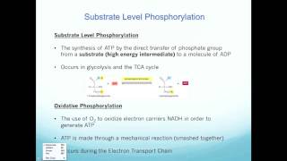 Substrate level vs Oxidative Phosphorylation [upl. by Alleunamme627]