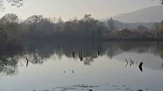 20241115 VRHNIKA Ribniki pri stari opekarni STEGONOPES Phalacrocorax carbo VELIKI KORMORAN [upl. by Marsden]