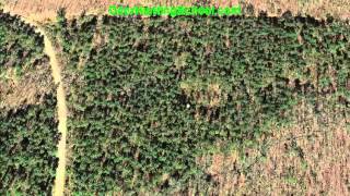 How To Find Deer Deer Bedding Areas In Pine Thickets [upl. by Elletsyrk]