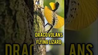 DRACOVOLANS Flying Lizard October2024pukhtanarelaxingworldsurvivingvlogs lizard [upl. by Etteiram295]