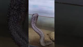 Spawning behavior  Sea cucumber in wet laboratory [upl. by Lleznol323]