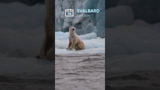 Up Close with a Polar Bear in Svalbard 🐻❄️  RIB Boat Adventure [upl. by Alidus]