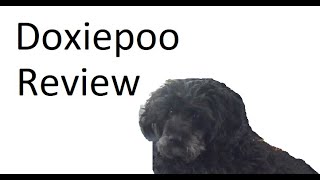 Doxiepoo Review [upl. by Aneeg]