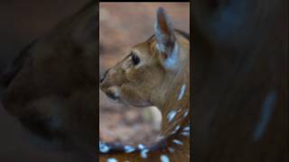 Cheetal I spotted Deerwildlifephotoghraphy sonyalpha sonygmaster [upl. by Swanhildas]