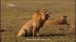 lion crying  funny videos [upl. by Nuawaj]