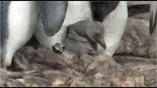 King Penguin Chick  Munich Zoo [upl. by Romilly]