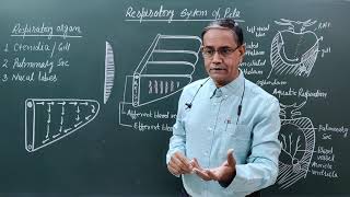 Respiratory System of Pila [upl. by Delora]