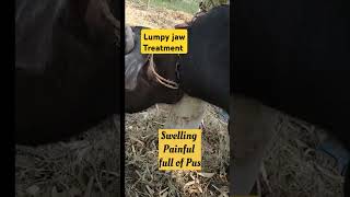 lumpy jaws treatment in Heifer buffalo  Actinomycosis [upl. by Weaver536]