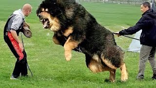 10 Most Powerful Dogs in the World [upl. by Shane]