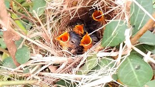 EP4Common nightingale Birds Feed her baby in the nest well  Review Bird Nest [upl. by Eadahc]