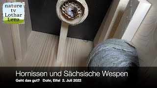 Hornissen und Sächsische Wepen Geht das gut Dohr Eifel 2 Juli 2022 [upl. by Cordle481]