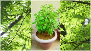 Significance of Tulasi Plant chirravuri tulasi tulasiplant [upl. by Edithe996]