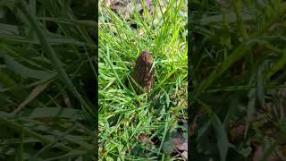 Black morels in northeast Ohio Easter Sunday 2023 [upl. by Aviva]