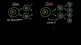 Comparaison entre mitose et méiose [upl. by Aznofla]