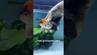 My New Fancy Goldfish 🍊🧡 pets animal goldfish aquarium [upl. by Tammy990]