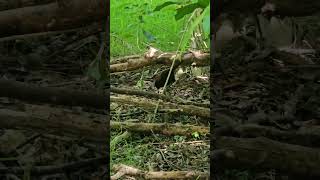 Saddleback rummaging on the forest floor birds NZendemic wildlife NewZealandBirds saddleback [upl. by Pruchno]