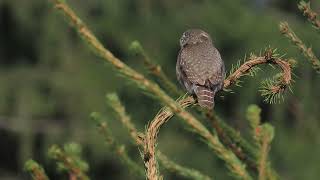 Eurasian pygmy owl Glaucidium passerinum [upl. by Attwood]