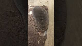 두더지에게 애벌레 먹이주기 feeding the moles caterpillars [upl. by Slemmer]