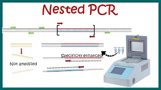 Nested PCR  Principle and usage [upl. by Tinaret157]