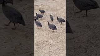 A small flock of guinea fowl [upl. by Alberik]