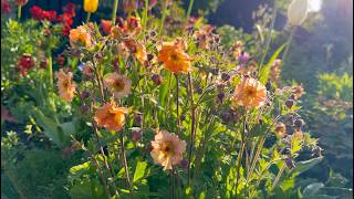 How to Collect amp Sow Geum Seeds  Perennial Garden [upl. by Nnylrahc]