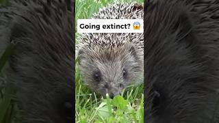 Hedgehogs are going extinct😢 [upl. by Roye867]