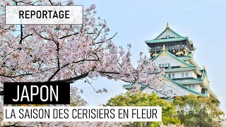 LA SAISON DES CERISIERS EN FLEUR AU JAPON [upl. by Moser]