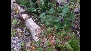 New Rustic Garden Beds at Bealtaine Cottage [upl. by Naiditch]