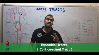 Pyramidal Tracts  Corticospinal Tract [upl. by Feinberg771]