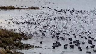 Sanderlings in Flight [upl. by Milda]