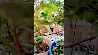 First hibiscus flower terrace garden gardening garden plants [upl. by Chaker]