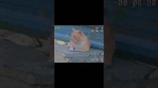 Cattitude 😎funny trending shortvideos viralvideos [upl. by Enalda414]