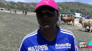 Reportage sur les boeufs tirants en GUADELOUPE [upl. by Rehtaef]