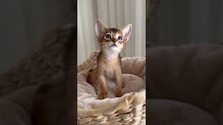 Adorable Abyssinian Kitty Abercrombie [upl. by Naltiak]