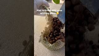 Pilea Peperomioides repotting 🪴 moneytree repot plants tipsandtricks shorts viral subscribe [upl. by Nah]