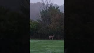 Two Mommas Four BabiesWhitetail Deer [upl. by Cicily603]