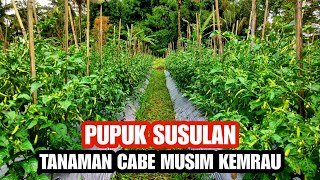 PUPUK SUSULAN UNTUK TANAM CABE MUSIM KEMARAU❗ [upl. by Michaele146]