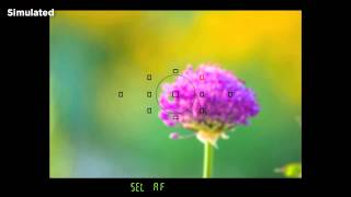 Canon EOS 6D Basic Auto Focus System [upl. by Inal136]