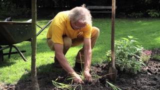 Planten scheuren  Tuinieren met Hendrik Jan de Tuinman [upl. by Booze]