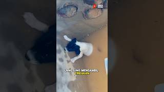 Cerita Anjing Terhebak Di Gorong Girong [upl. by Dewain398]