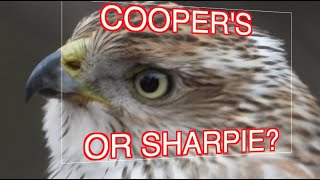 How to ID Coopers and Sharpshinned Hawks NARRATED [upl. by Hanna]