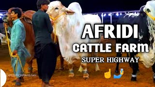 AFRIDI Cattle Farm  Super Highway Karachi  Cow Mandi 2024 [upl. by Cerallua]