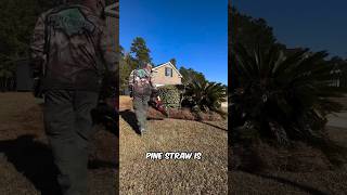 Why choose Pine Straw Mulch [upl. by Eissalc713]