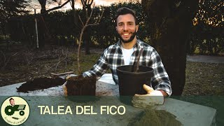 Riproduzione del fico per talea  Il contadino Nick [upl. by Nnahgiel]