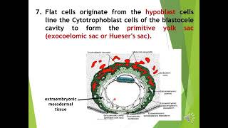 5th lec Bilaminar amp Trilaminar germ [upl. by Atteyek]