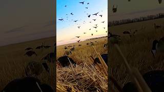 Geese Give It Up goosehunting duckhunting waterfowl waterfowlhunting [upl. by Gentilis88]