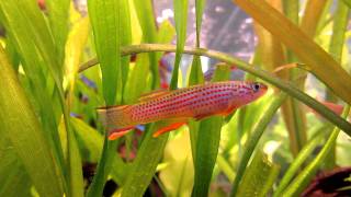 killifish Aphyosemion striatum [upl. by Asiela]