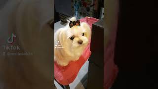 pets maltesedoglovers doglover maltesers cute malteseofficial dogowner malteseworld [upl. by Jezabelle471]